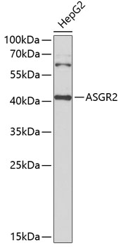 Anti-ASGR2 Antibody