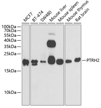 Anti-BIT1 Antibody