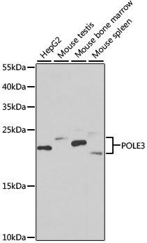 Anti-CHRAC-17 Antibody