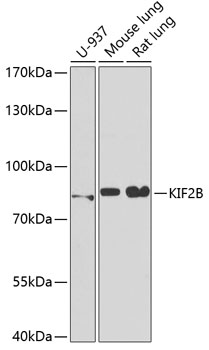 Anti-KIF2B Antibody