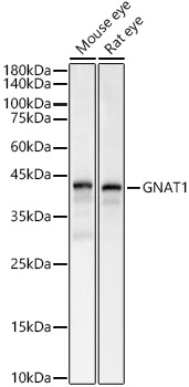 Anti-GNAT1 Antibody