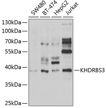Anti-KHDRBS3 Antibody