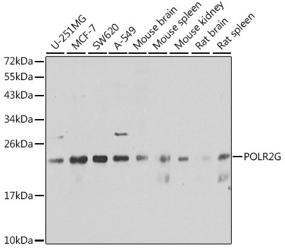 Anti-POLR2G Antibody