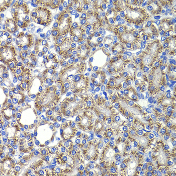 Anti-CSN2 Antibody Anti-CSN2 Antibody