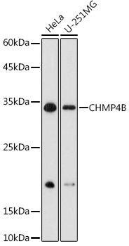 Anti-CHMP4B Antibody