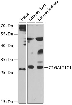Anti-COSMC Antibody
