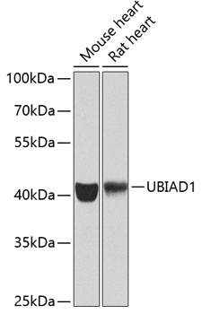 Anti-UBIAD1 Antibody