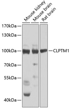 Anti-CLPTM1 Antibody
