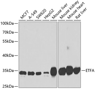 Anti-ETFA Antibody