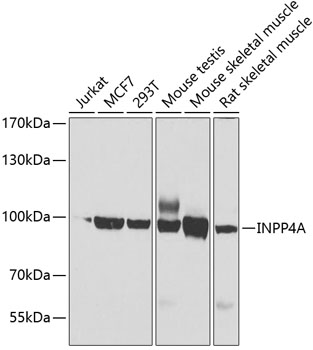 Anti-INPP4A Antibody