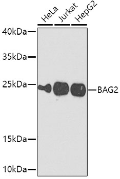 Anti-BAG2 Antibody