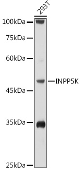 Anti-SKIP Antibody