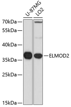 Anti-ELMOD2 Antibody