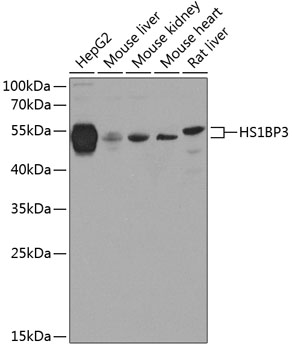 Anti-HS1BP3 Antibody
