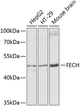 Anti-FECH Antibody