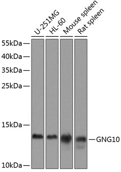 Anti-GNG10 Antibody