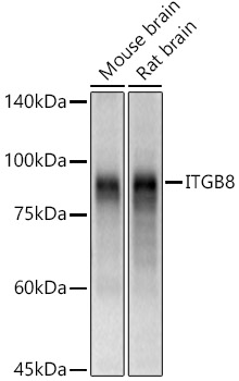 Anti-Integrin beta 8 Antibody