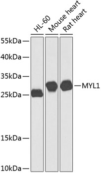Anti-MYL1 Antibody