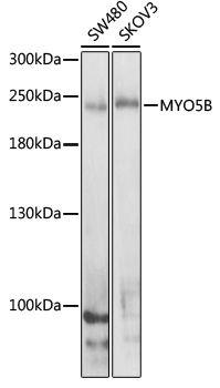 Anti-MYO5B Antibody