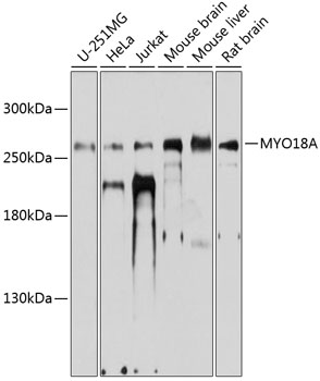 Anti-MYO18A Antibody