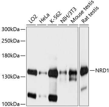 Anti-NRDC Antibody