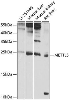 Anti-METTL5 Antibody