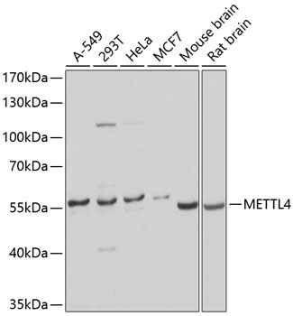 Anti-METTL4 Antibody