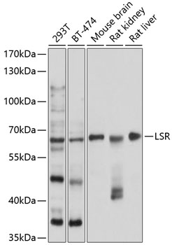 Anti-LSR Antibody