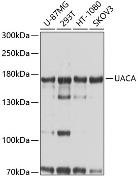 Anti-UACA Antibody