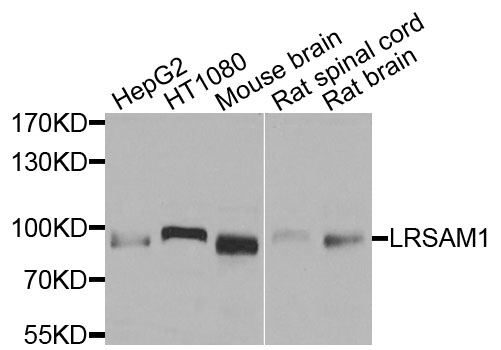 Anti-LRSAM1 Antibody