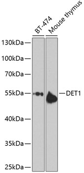 Anti-DET1 Antibody