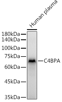 Anti-C4BPA Antibody