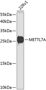 Anti-METTL7A Antibody