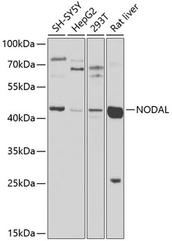 Anti-Nodal Antibody