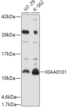 Anti-KIAA0101 Antibody
