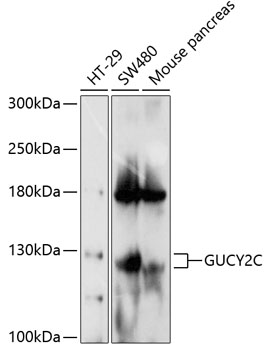 Anti-GC-C Antibody