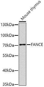Anti-FANCE Antibody