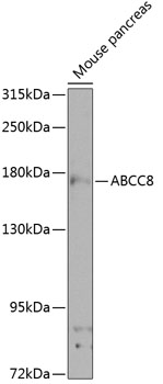 Anti-SUR1 Antibody