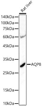 Anti-AQP8 Antibody