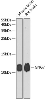 Anti-GNG7 Antibody