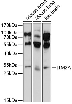 Anti-ITM2A Antibody