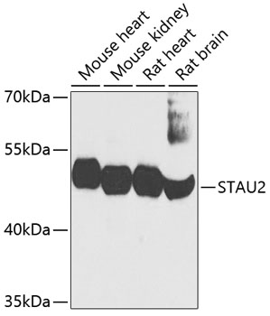 Anti-STAU2 Antibody