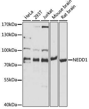 Anti-NEDD1 Antibody