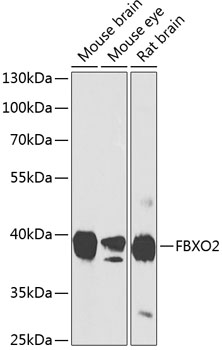 Anti-FBXO2 Antibody
