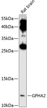 Anti-GPHA2 Antibody