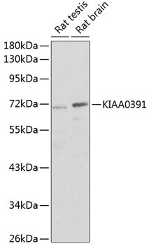 Anti-MRPP3 Antibody