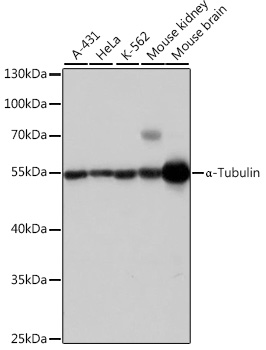 Anti-alpha Tubulin Antibody