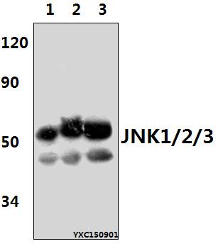 Anti-JNK1/2/3 (T183/Y185) Antibody Anti-JNK1/2/3 (T183/Y185) Antibody