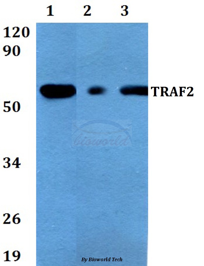 Anti-TRAF2 (S11) Antibody