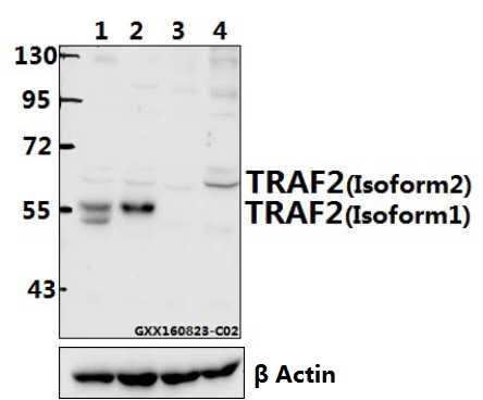 Anti-TRAF2 (S11) Antibody Anti-TRAF2 (S11) Antibody